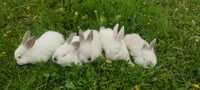 Vând iepuri ,pui de 1 luna si de 2 luni