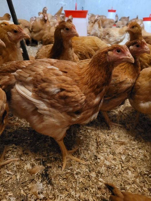 Puicuțe și cocoși Kabir