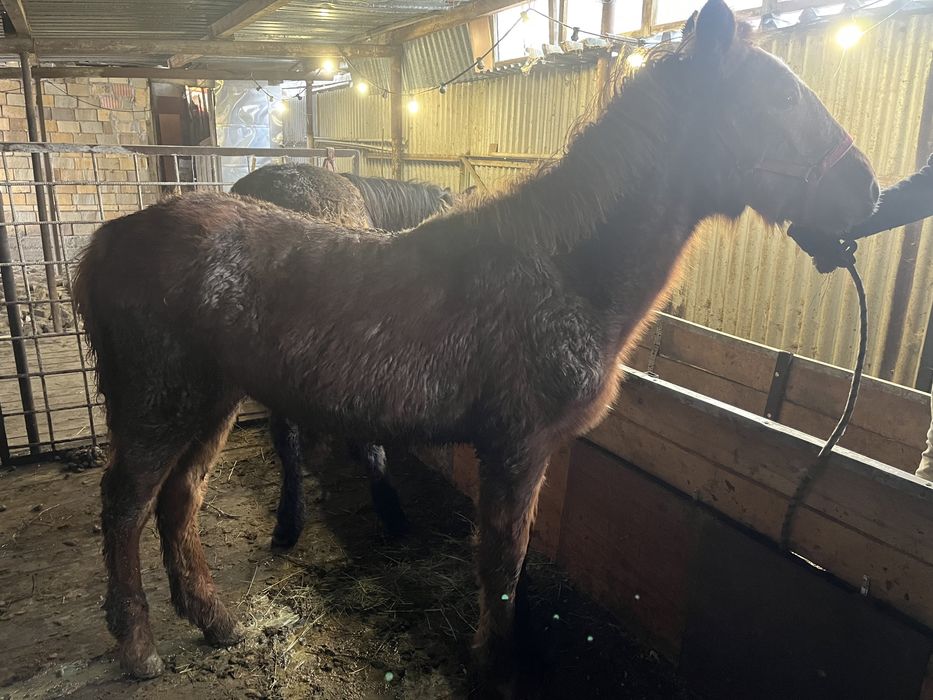 Жабагы сатылады (еркек)