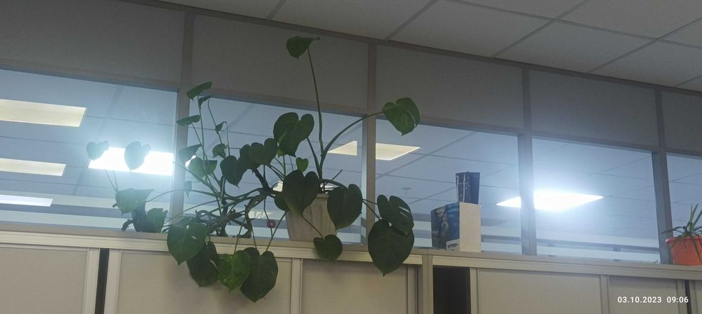 Цветы комнатные офисные