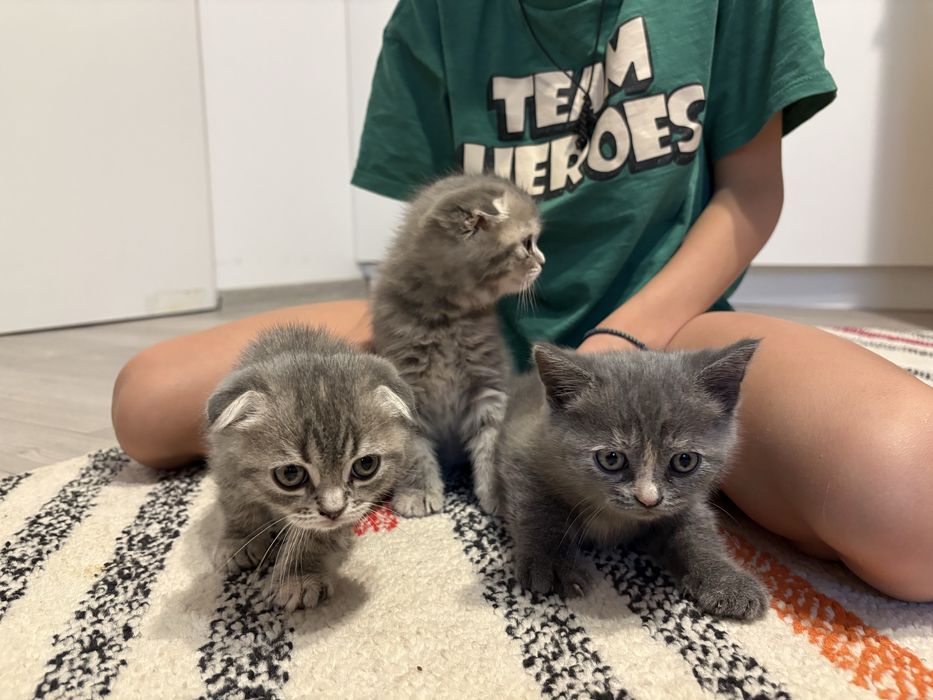 Pisici british și scottish