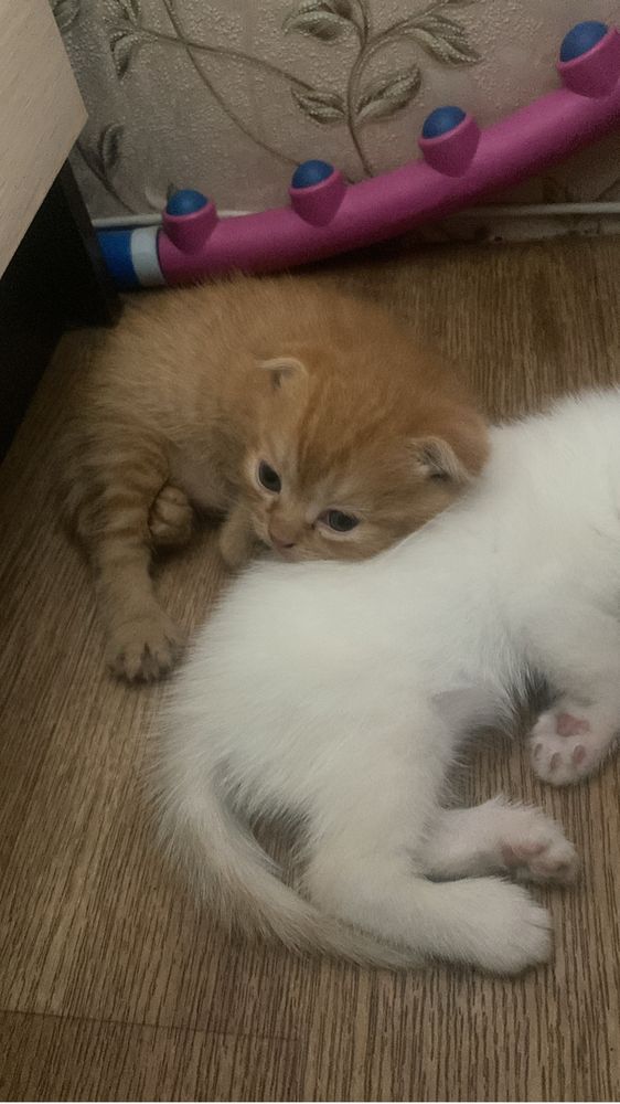 Продам котенка вислоухого
