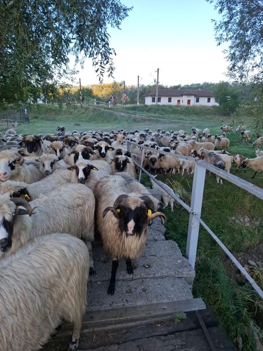 Vând oi detalii la telefon