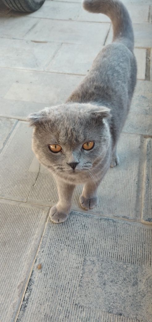 Seyanskaya zotor mushuk