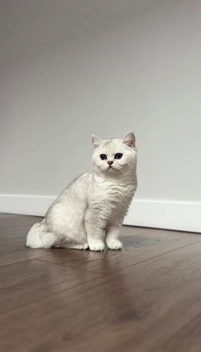 British Shorthair Chinchilla