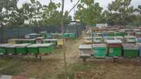 Familii de albine și roiuri de vânzare de la stupină de multiplicare