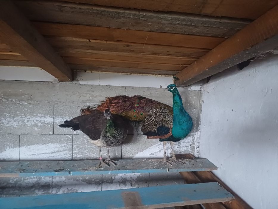 Desființez crescatorie