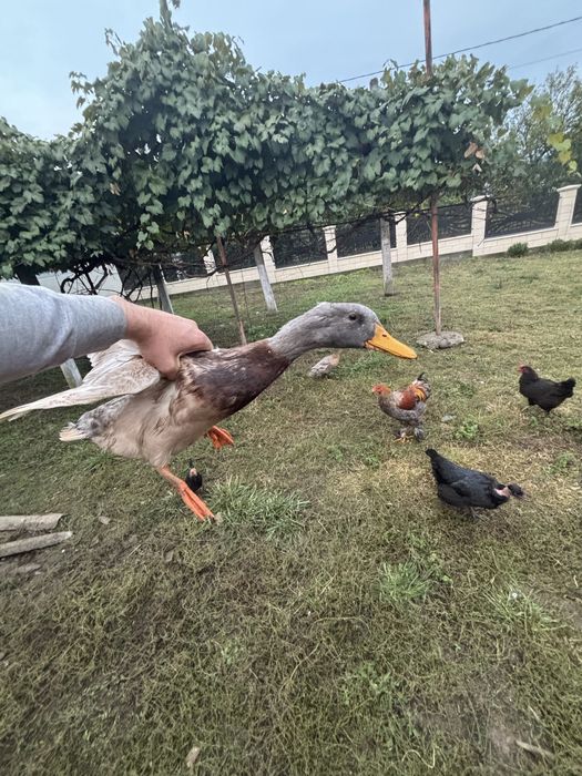 Vand o pereche de rațe