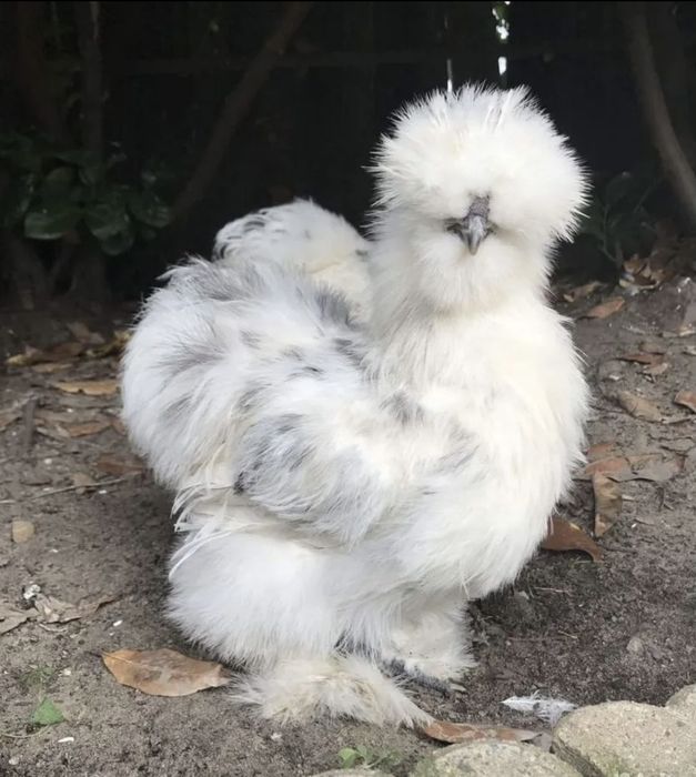 Шолк ок хуроз сотилади