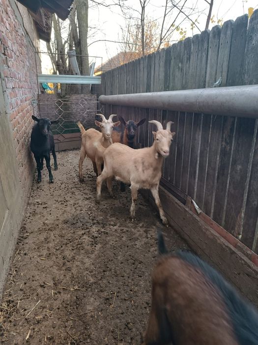 Țapi alpini de vânzare