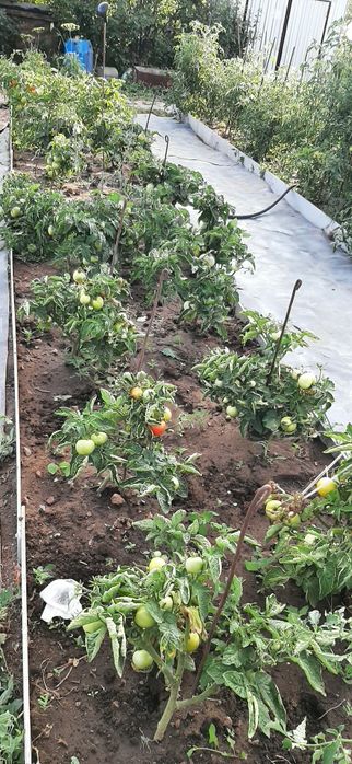 Дача СПП металлург