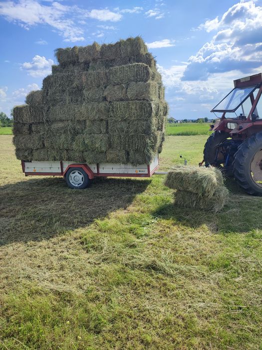 Baloți fân cu puțină lucernă prin ei.