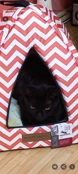 3 pisicute blande isi cauta familie