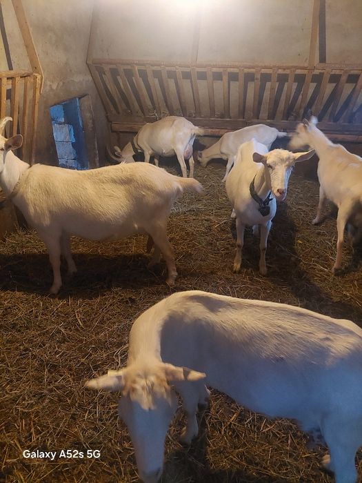 Capre saanen de vanzare și iedita..