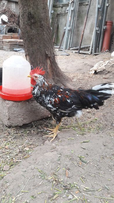 Pui si gaini Australorp