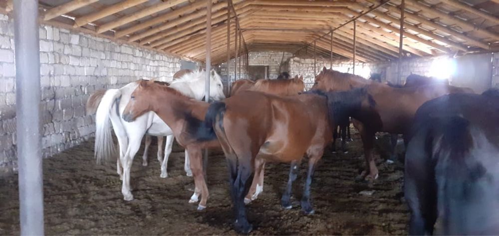 құлынды биелер сатылады