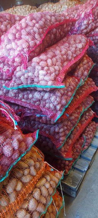 Cartofi  pentru animale si samanta