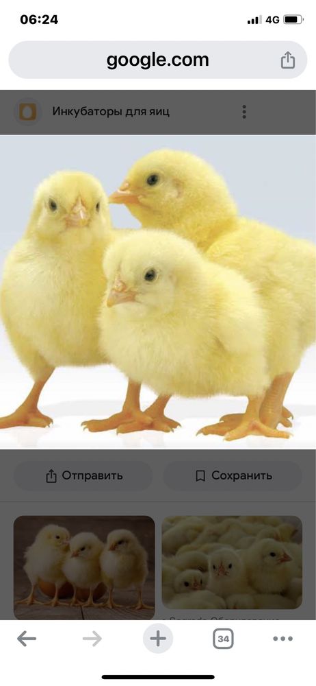 Продам суточных бройлеров