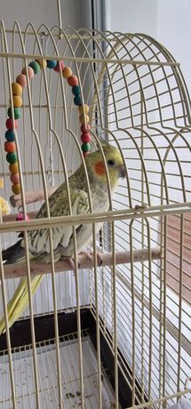 Продам веселого попугая Кареллу по имени Джавани