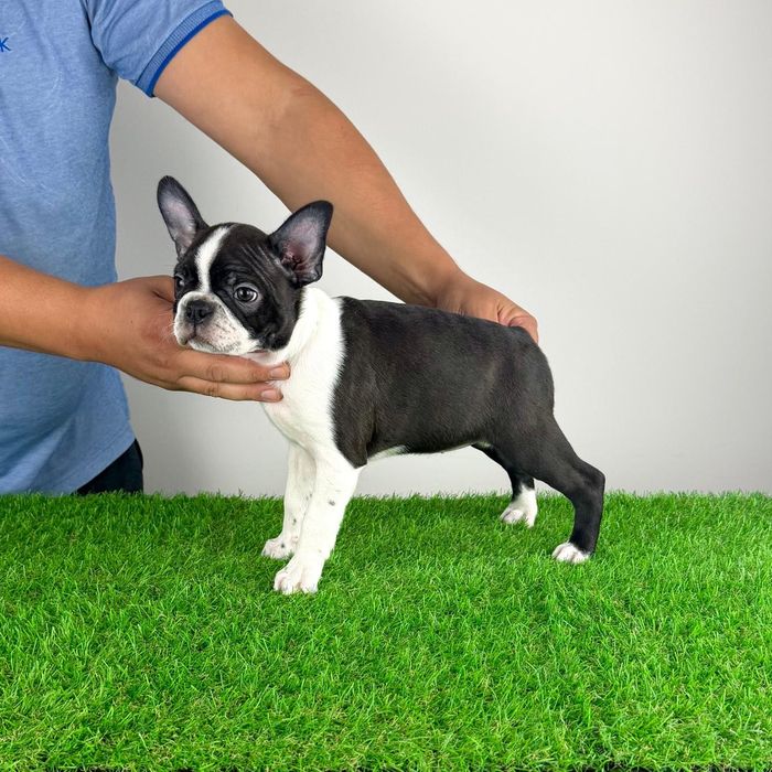 Pui Boston Terrier cu pedigree caută familie iubitoare