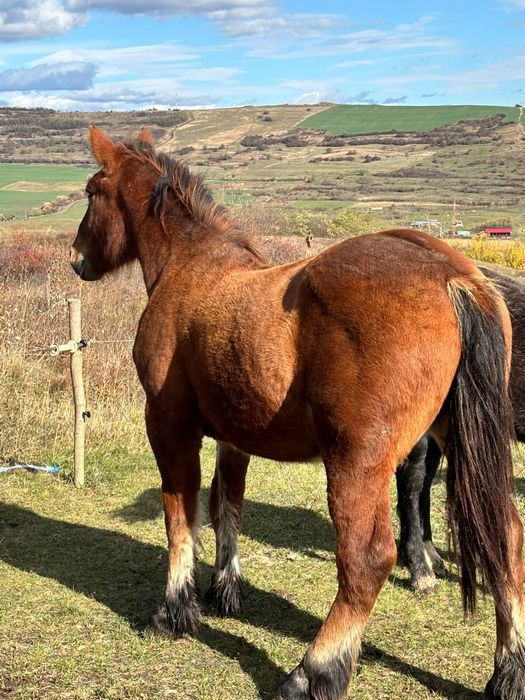 Vand sau schimb cu vaci vitele intarcate