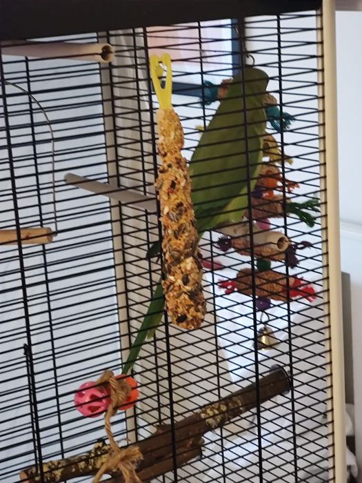 Papagal Micul Alexandru (Indian Ringneck)