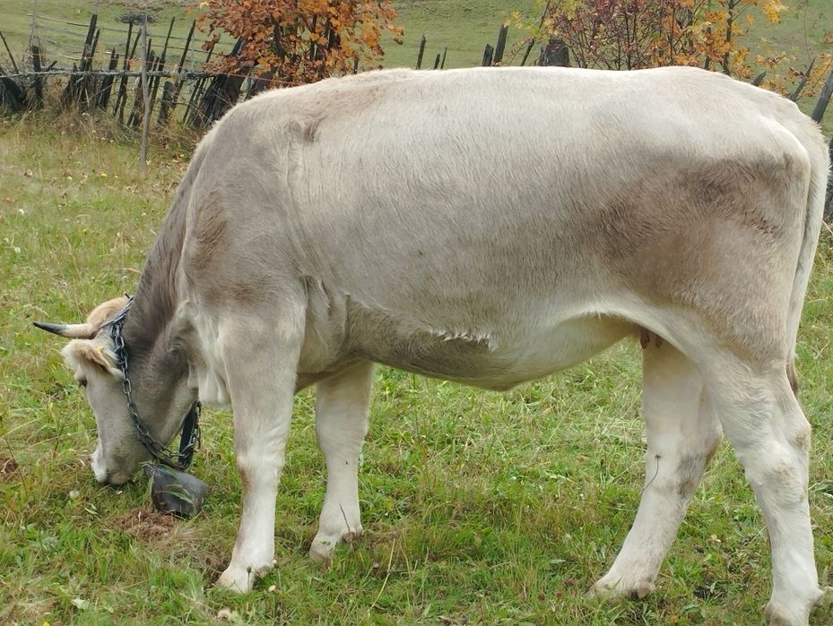 Jurincă de vânzare