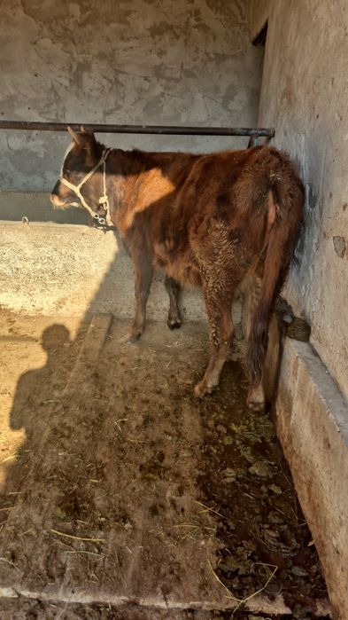 Семыз Кашар дамашный