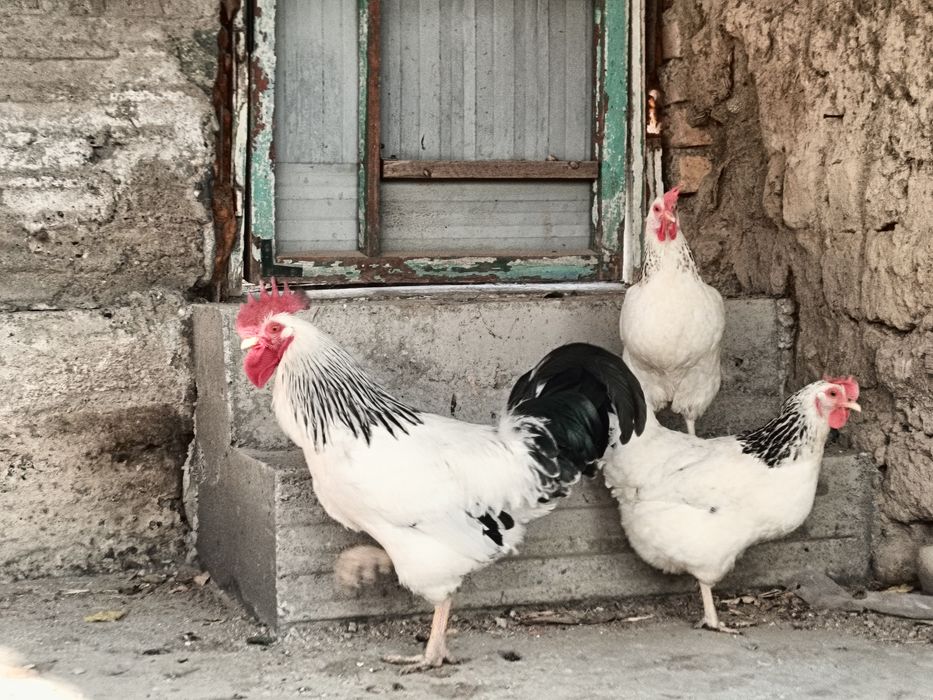 Адлер товуқлар сотилади 1/2