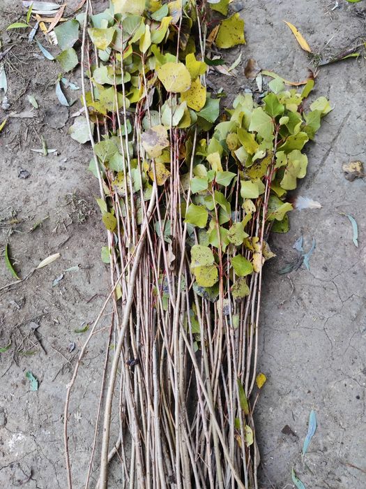 Puieți de plop alb ofer transport gratuit