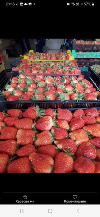 Продавам разсад ягоди и малини