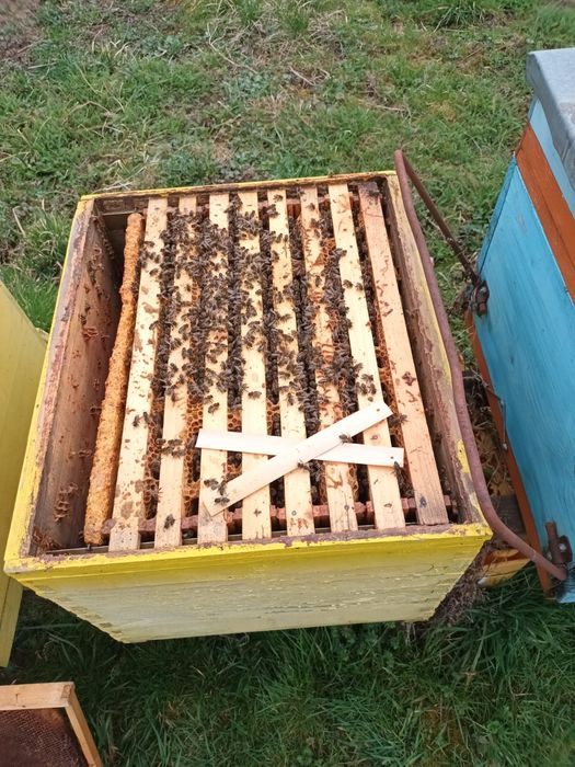 Roi,miere,stupi,polen,rame cu miere pline