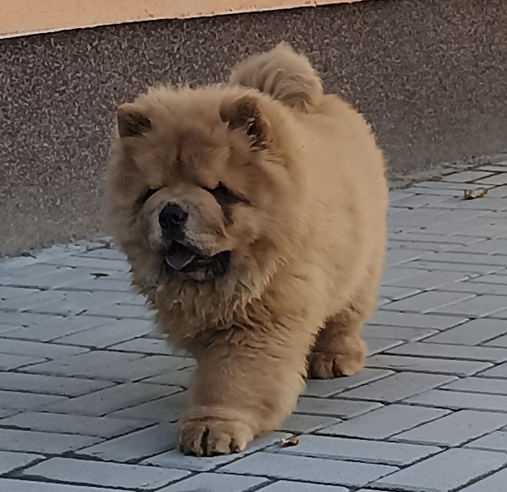 CHOW CHOW femela rosie cu Pedigree