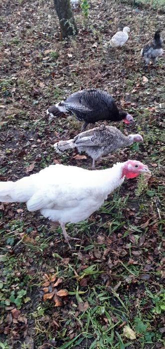 Curci de casă de vânzare