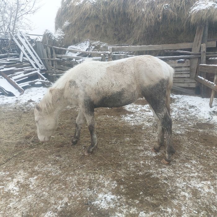 Тай (откорм)сатылады!!!