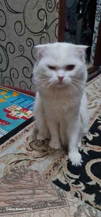 Oppoq aqilli qimmat muzhyk