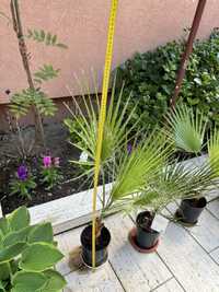 palmier Washingtonia 115cm/100 cm