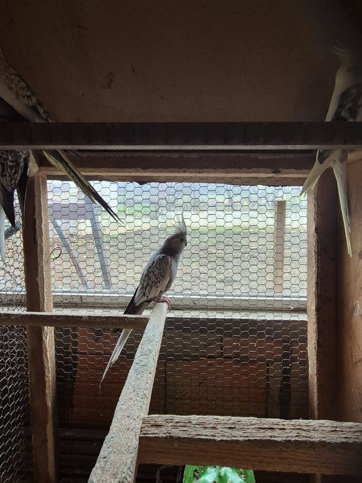 Продавам Корели  90лв