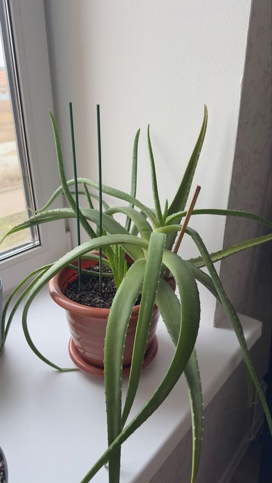 Алоэ вера лечебный 6 лет