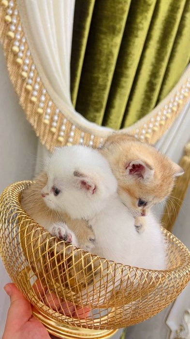 Тоза зотли золотой шиншила