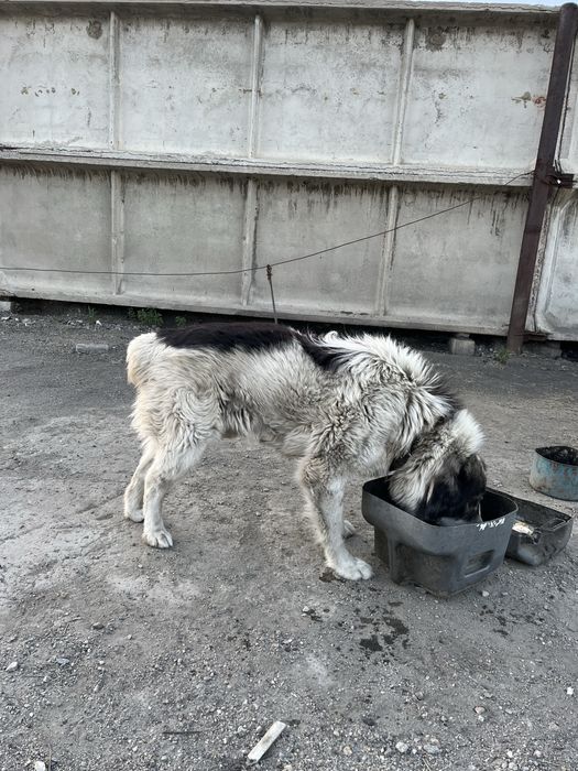 Отдам собаку в хорошие руки