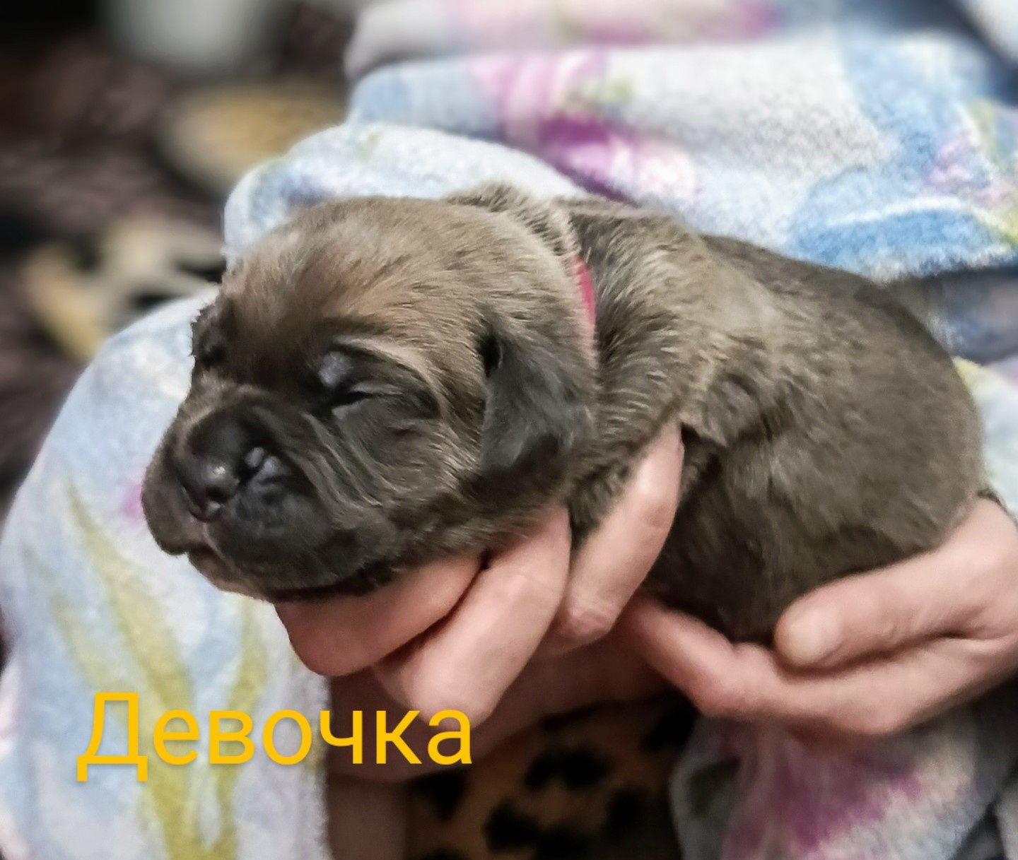 Щенки Коне-Корсо.