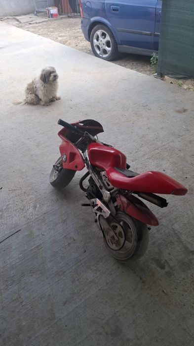 Vand Pocket bike 49cc modificat prinde 70km/h, preț 1100 lei