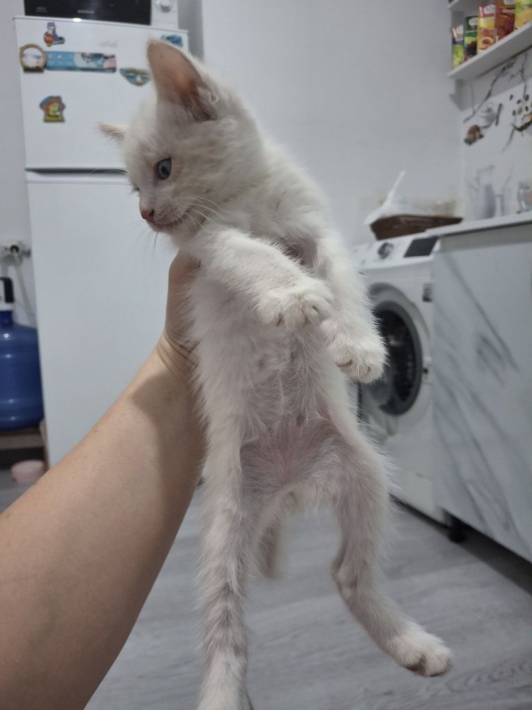 Отдам белого котёнка.