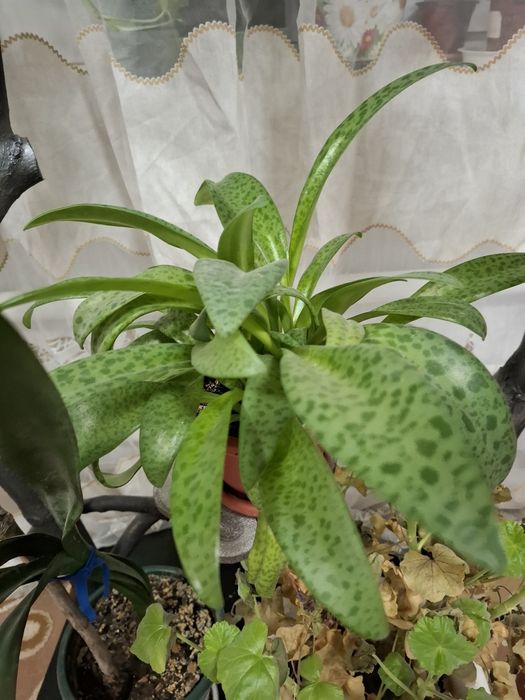 Продам цветы домашние.