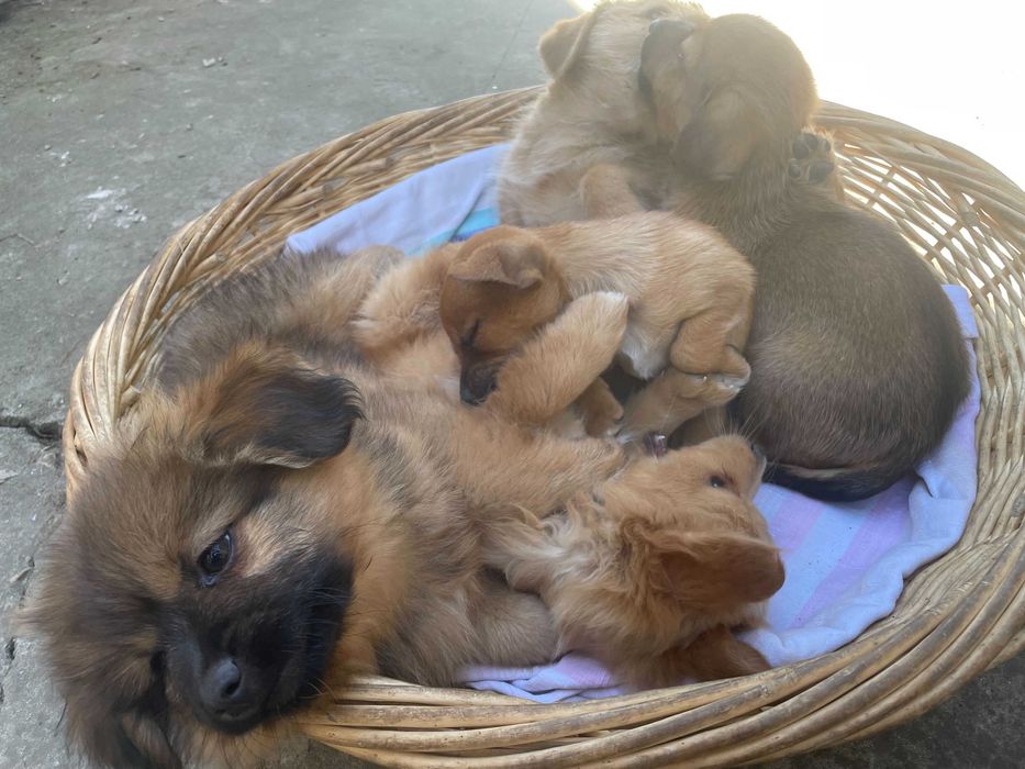 Catelusi pentru adoptie - Gratuit