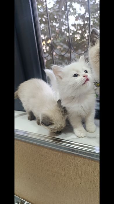 Сиамские и Турецкая ангора