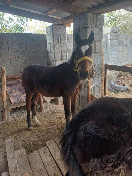 Кулын, тай, жеребята