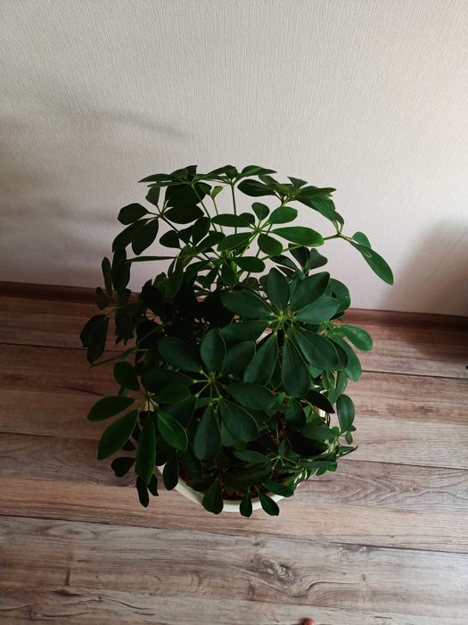 Продам комнатные цветы