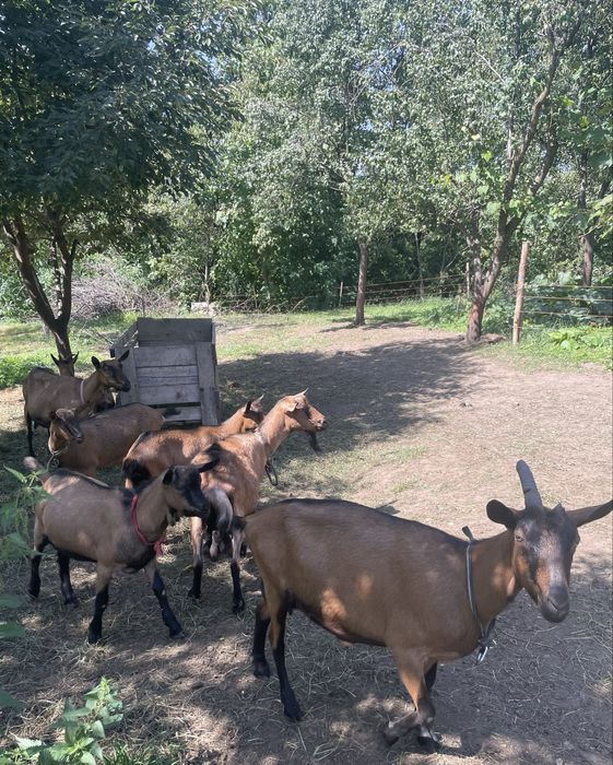 Vand Grup de Capre Alpine Franceze